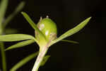 Coastal rose gentian